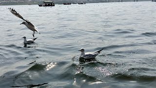 Mahakumbh 2025 Prayagraj Triveni Sangam boating Siberian birds Charmi Uday Krishna is live