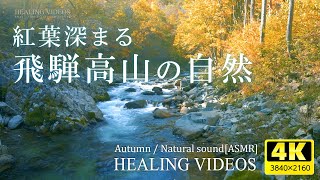 【環境音・ASMR】秋深まる飛騨高山（北アルプス）の大自然と紅葉、川の音で心身の疲れを癒してください。勉強中や作業用、目覚めの朝に、眠れない夜にもどうぞ。Natural Sounds