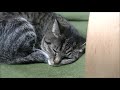 ののtv　猫３匹の穏やかな様子！？　the calm appearance of 3 cats 302