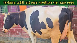 ফ্রিজিয়ান গাভীর দাম । চলে গেল চামুর খান উত্তর খান ঢাকা । গাভী কিনতে কল করুন ।২০২৫