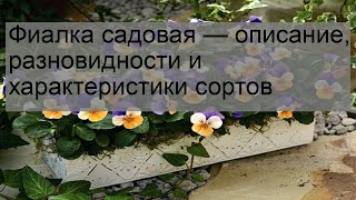 Фиалка садовая — описание, разновидности и характеристики сортов