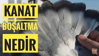 | SIK TAKLAYA GİRMİŞ GÜVERCİNE NE YAPILIR | KANAT BOŞALTMA