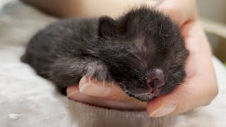 【一気見！】生後まもない子猫を拾って育てるまで①～⑪【スイちゃん】