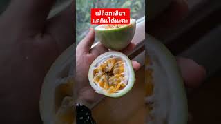 ลมแรง พัดผลจนร่วง #fruit #ไทนุง #ผลไม้ #เสาวรสไต้หวัน #วิตามินซีสด