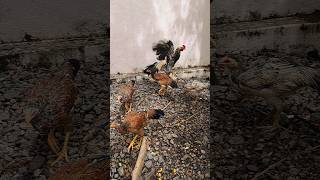 உனக்கு ஓனர் ஆப்பு வேணா வைப்பான்🤣#funny_chicken #kozhi_koothugal #trending #youtubeshorts #shortsfeed