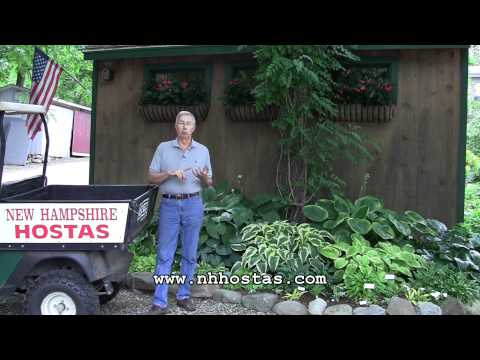 How To Keep Slugs & Snails Out Of Your Hosta Garden How To Keep Slugs & Snails Out Of Your Hosta Garden