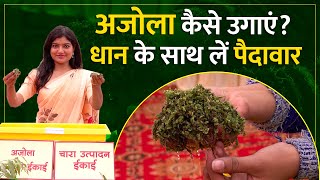 Azolla की खेती कैसे करें, और क्या है इसके फ़ायदे? | Azolla Cultivation | Azolla Farming Benefits