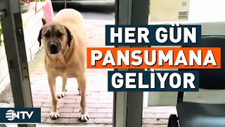 Her Gün Eczaneye Gelerek Pansuman Yaptıran Sokak Köpeğinin İç Isıtan Görüntüleri | NTV