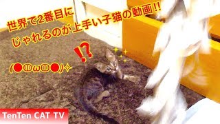 猫のかわいい動画 おもちゃにじゃれる猫part3 (A kitten plays with a toy.)