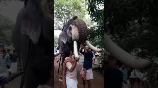 யானை தந்தம் பொருத்துதல்..🥰🙏 #short #elephant #shorts #aana