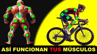 LOS MUSCULO QUE UTILIZAS AL PEDALEAR EN BICICLETA│Salud y Ciclismo