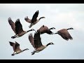 birds flying in slow motion - red kite bird extravaganza | birds flying slow motion