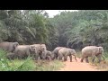 Gajah Liar sedang melintasi  kawasan kebun kelapa sawit di Kota Tinggi Johor, baru-baru ini.