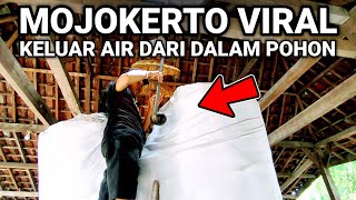 VIRAL..! SUMBER AIR DI ATAS POHON LAGI VIRAL DI JAWA TIMUR