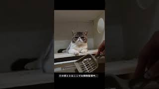 【猫のエア砂かき】トイレの外でもエアでかきかき。笑 #エキゾチックショートヘア #猫のいる暮らし #猫の砂かき