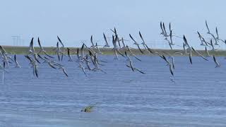 Black Skimmers Flying