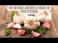 Garlic: The Natural Antibiotic Hiding in Your Kitchen