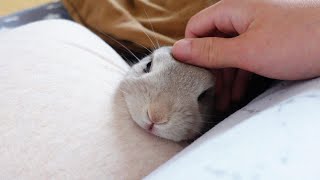 せっかく飼い主を起こしてあげたのに強制的に二度寝に付き合わされるうさぎさん