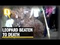 The Quint: Leopard Beaten to Death by a Group of Men in Gujarat