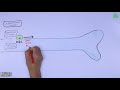 osteoblast and its differentiation