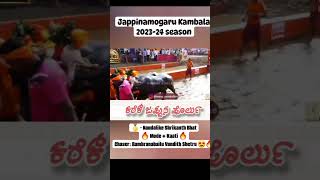 Nandalike ❤️ #namma #kambala #nammakambalafam