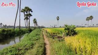 ఆహ్లాదకర వాతావరణంలో పచ్చటి పొలాలు, పంట కాలువ అలా కాసేపు చూసొద్దాం రండి. #leelagola #paddy #farming