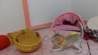 シンガプーラ　子猫　生後２ヶ月　３