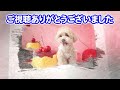 【ゆっくり解説】2024年《最新》人気犬種ランキングtop10！超人気犬種のオンパレードでみんなメッチャかわいい！