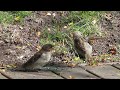 european house sparrow dust bathing at turangi 【new zealand birds】