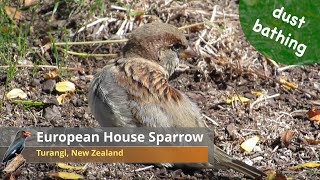 European House Sparrow dust bathing at Turangi 【New Zealand Birds】