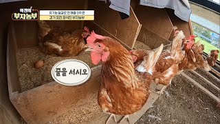 [달걀로 연 매출 5억?] 알을 낳기 위해 기다리는 닭??