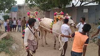 khillari bulls amezing palledoddi village