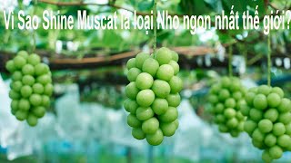 #7: VÌ SAO NHO MẪU ĐƠN NHẬT BẢN (SHINE MUSCAT) LẠI NGON NHẤT THẾ GIỚI? (SONG NGỮ)