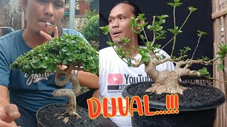 DIJUAL BAHAN BONSAI PROSPEK