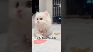 ఆడుకుంటాను నేను #catlover #cat #kucinglucu #funny #animalsvoiceover #kucing #comedy #cats #ytpets