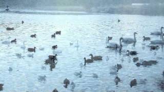 白鳥スワンなま声Full-HD2012（栃木県琵琶沼）SWANS