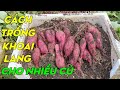 Cách trồng khoai lang lấy củ | Phan Đức #180