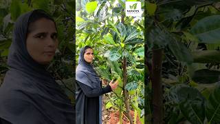 Vietnam Super Early Jackfruit | ആദ്യ വർഷം തന്നെ കായ്ച്ചു തുടങ്ങുന്ന വിയറ്റ്നാം സൂപ്പർ ഏർലി #shorts