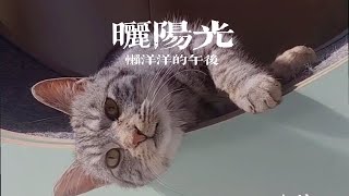 小院的日常,慵懶的午後，暖洋洋的貓咪#cat #流浪猫 #貓咪的日常