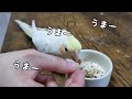 粟穂見た時のジャージャー鳴き【オカメインコルチノー】