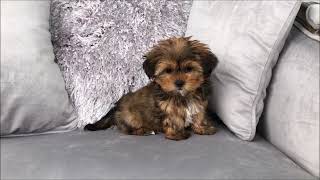 MALE GOLD SHORKIE PUPPY