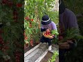 life with garden 种菜是生活，采摘是礼物 我的小菜园 田园生活 种植的乐趣