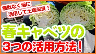 家庭菜園や農園の春キャベツ栽培は残渣も無駄なく活用！春キャベツ３つの活用方法や土壌改善策について徹底解説！【農園ライフ】