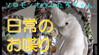 ソロモンオウムたろちゃん　日常のお喋り　Cockatoo's Daily Talking