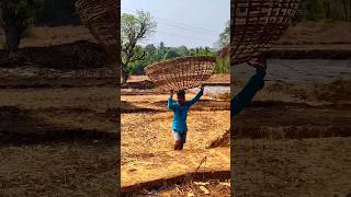 शेत सावकार #kokanchi #vlog #kokanvlog #minivlog #shortvideo #youtubeshorts #villagelife #kankavali