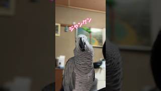 くぅちゃん間違えてないと思うよ(笑) #おしゃべりインコ #ヨウム