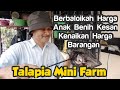 Berbaloikah Harga Jualan Anak Benih Ikan Di Talapia Mini Farm  Kesan Kenaikan Harga Barangan