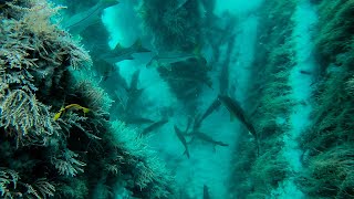 Diving A Bridge Filled With Giant Fish + Spearfishing Catch and Cook
