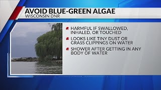 Avoid blue-green algae in the water this summer