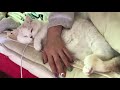 添い寝猫！起きたら横にいます【猫動画】co sleeping cat daifuku scottish fold cat video